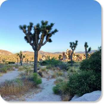 /static/media/joshua-tree.592d6845da1393f19757.png